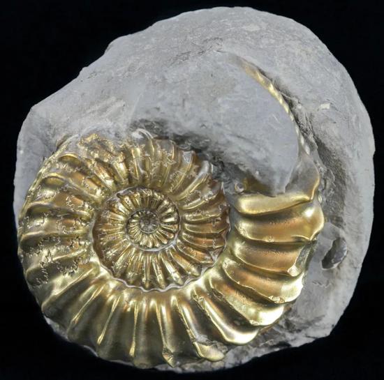 黄铁矿化的菊石化石 | 菊石是一种生活在海洋的古生物，主要生存在中生代（距今2.5亿年~0.66亿年前）。这类金光闪闪的菊石化石很受收藏家的欢迎。图源@fossilera.com