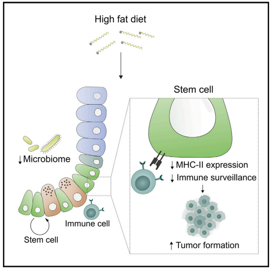 IT|新研究发现高脂饮食或促进癌症生成
