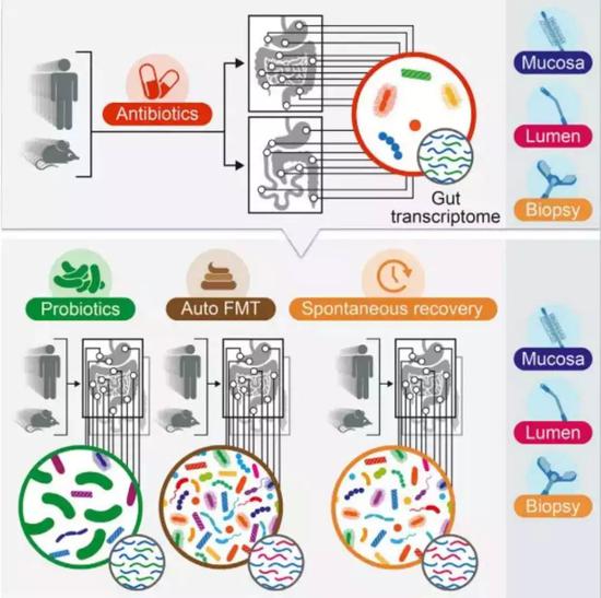 图 | 益生菌对服用抗生素后肠道微生物群落恢复作用的研究（来源：Cell）