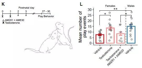 ▲雌性小鼠出生时补充睾酮，长大后社交行为男性化，更爱打斗（图片来源：参考资料[1]）