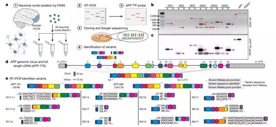 ▲研究人员利用新型测序技术寻找APP基因里的变异（图片来源：参考资料[1]）
