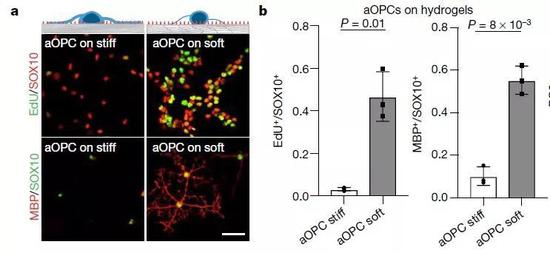  ▲生长环境是柔软还是坚硬，影响了OPC的增殖分化能力（图片来源：参考资料[1]）