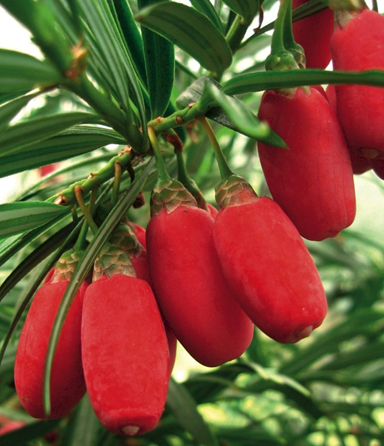 穗花杉属植物的红色假种皮（R。 Unwin）