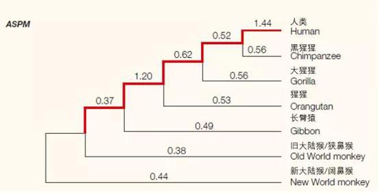 ASPM基因的系统发育树，数字是系统发育树各分支的非同义替代率与同义替代率的比值Ka/Ks。因为非同义的变化会改变蛋白质产品的生化特性，所以它们通常会受到选择的影响。高（或低）Ka/Ks比值意味着该基因编码的蛋白质进化迅速（或缓慢）。当比值大于1时，表示非同义替换率比选择性中立下的预期要快，可能是由于阳性选择的存在。通向人类的灵长类谱系用红色表示，我们可以看到该比值在最后一步选择中高达1.44。引自：doi：10.1038/nrg1634