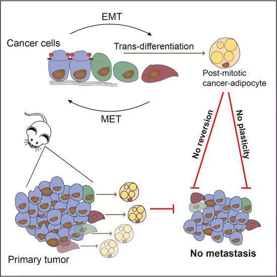 通过诱导间充质样的肿瘤细胞分化为脂肪细胞，阻止了肿瘤转移
