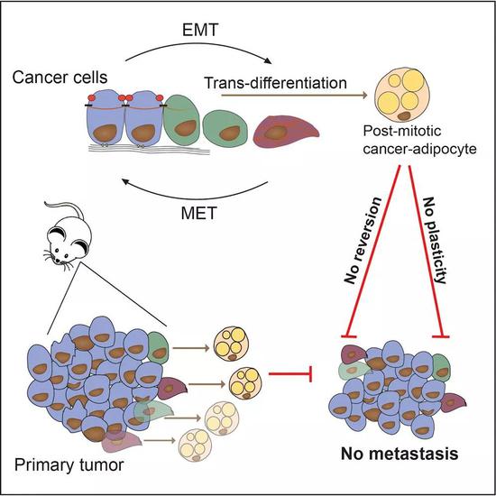 科学家成功将易转移的癌细胞变成脂肪细胞