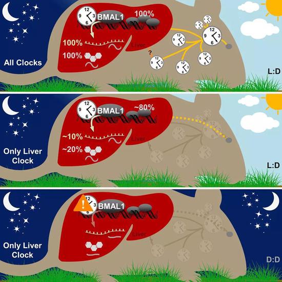  ▲肝脏生物钟受到昼夜光线变化的调节，在持续黑夜的环境下生物钟停摆（图片来源：Cell）