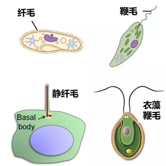 纤毛短，鞭毛长。不停摆动是鞭毛，可动可静是纤毛。（图片来源：网络）