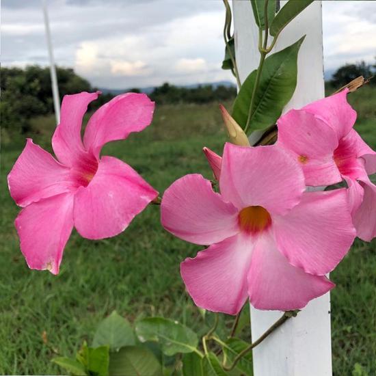 iPhone X拍摄 手机拍近景时的电子虚化效果不算明显