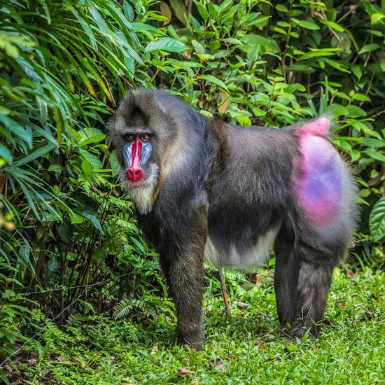 山魈会“闻便识健康”（图片来源：123RF）