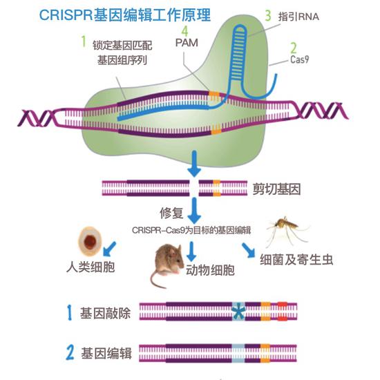 CRISPR-Cas9基因编辑技术原理汉化版（图源：hudsonalpha）