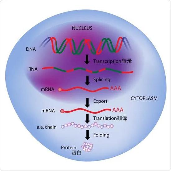 神经调控技术原理 如何利用科技控制大脑