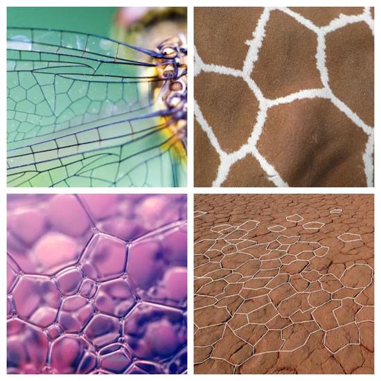 　自然界中的许多图案都是沃罗诺伊图。比如，玉米棒上的玉米粒、长颈鹿的皮肤、蜻蜓的翅膀、叶片上的细胞、蒜头、龟裂的泥土、肥皂泡都属于沃罗诺伊图。