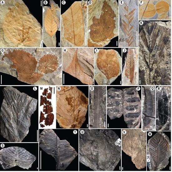 研究采集的花粉粒和树叶化石。图片来源：Carvalho et al。，