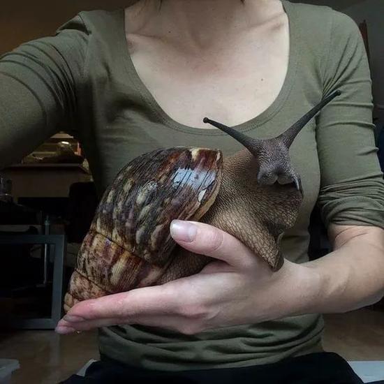 巨型非洲大蜗牛，不过，一般的非洲大蜗牛体型没这么大
