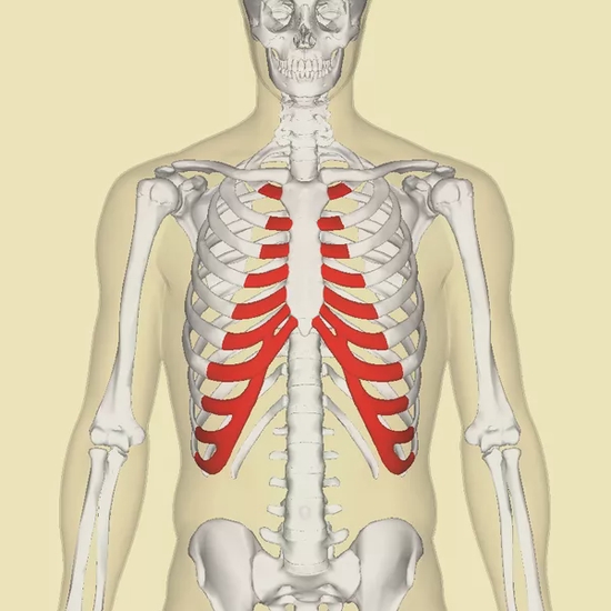 　肋软骨（红）由胶原蛋白构成。图片来源：wikipedia
