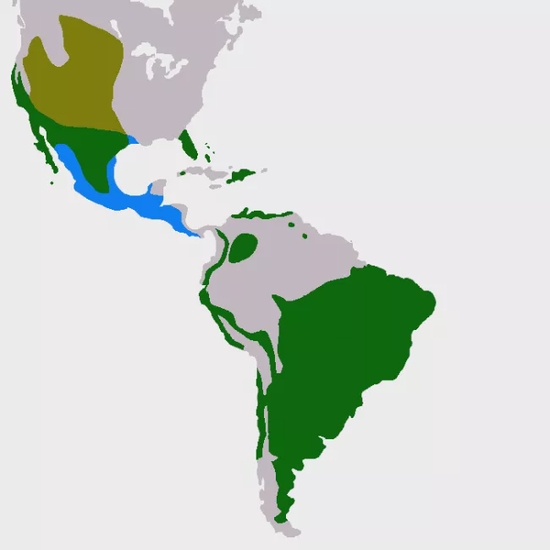 　穴小鸮的全球分布图，图片来源wikipedia