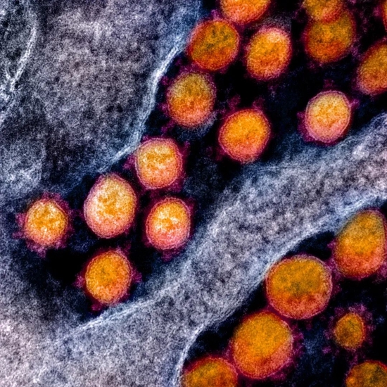 全球首个主动感染新冠病毒的人体试验结果发布！