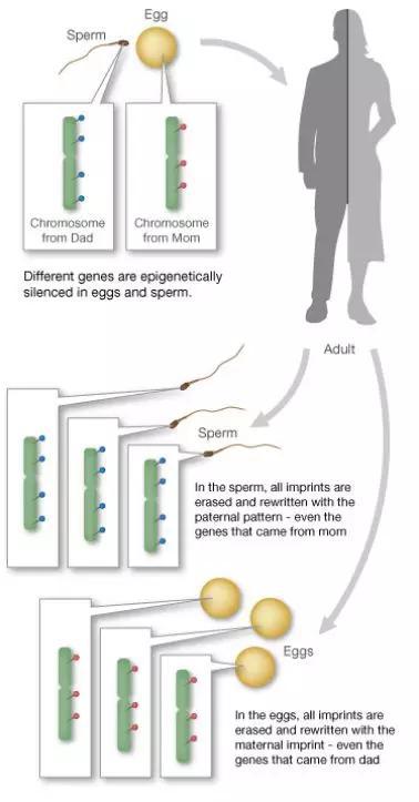 基因组印记 （图源：Learn Genetics @ Utah - University of Utah）