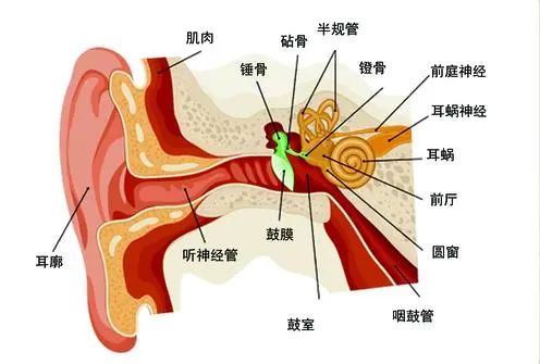 ▲耳部结构图（图片来源：昵图网）