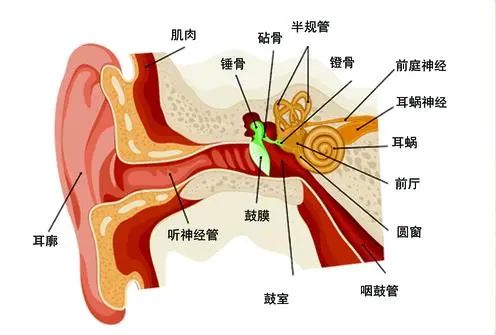 耳朵结构图 简易图片