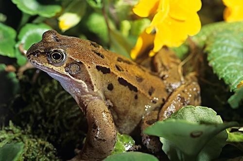 ▲青蛙等一些蛙类的食用问题一直游走在法律的边缘地带,偷捕现象严重(图片来自网络)