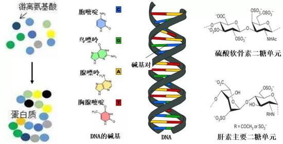 蛋白质（左），基因（中）及多糖（右）的组成示意图（作者改编）