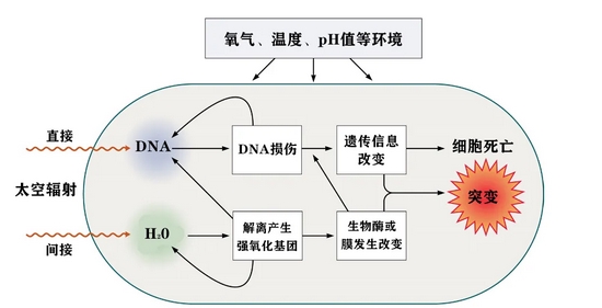 暴露于太空辐射微生物细胞内产生的变化 