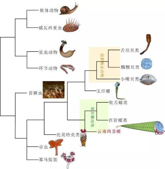 软舌螺动物系统位置示意图