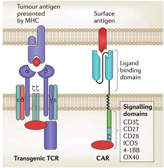 图3。 TCR-T和CAR-T的分子结构（图片来源：Garber K。 etl， Nat Biotechnol，2018）