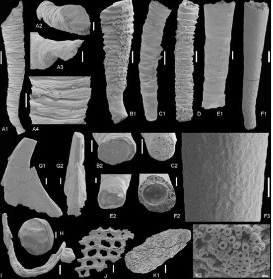 寒武纪早期的小壳化石，是托尼们的重甲（外骨骼）| Precambrian Research