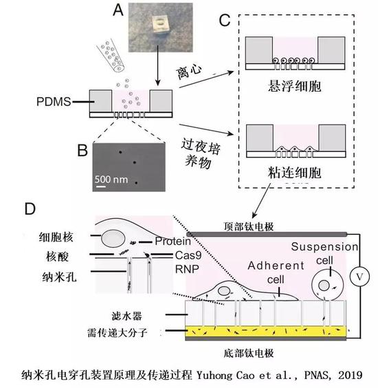 （图片来源：PNAS）