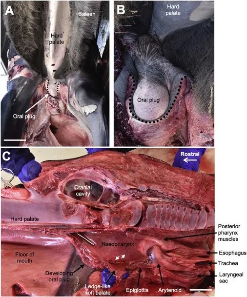 科学探索|一半食物一半海水，鲸鱼用餐时不被“淹死”的秘密找到了