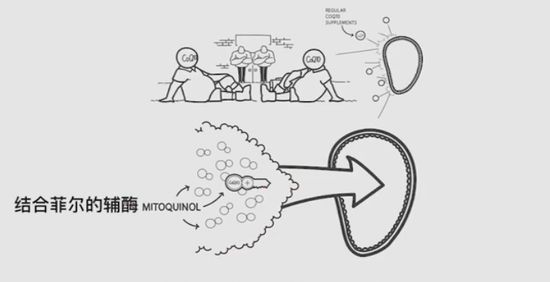 新浪科技综合|每个人的身体里有几万亿个发电站,这是怎么回事?