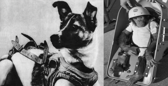 菲利塞特,世界上唯一去过太空的猫