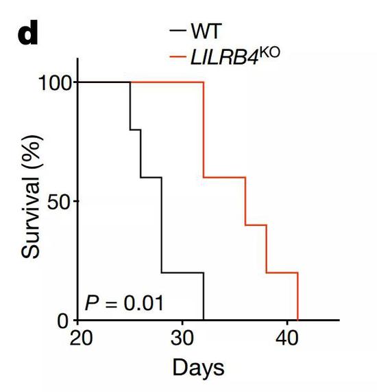 ▲敲除LILRB4的患癌小鼠活得更久（图片来源：参考资料[1]）
