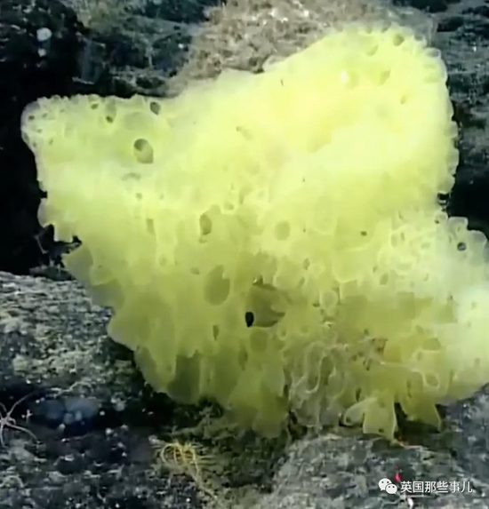 科学家在海中发现现实版海绵宝宝与派大星！但这真相…看哭了啊！