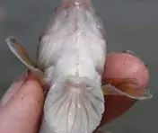 某种虾虎鱼腹部的吸盘，虾虎鱼的吸盘由腹鳍发育而成。图片来源：Wikimedia Commons