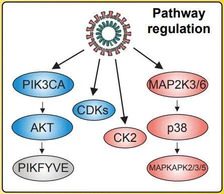 细胞感染新冠病毒后，活性上升（红色）和下降（蓝色）的激酶及其信号通路