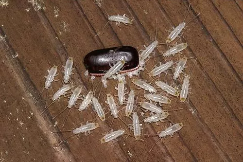 蟑螂卵鞘