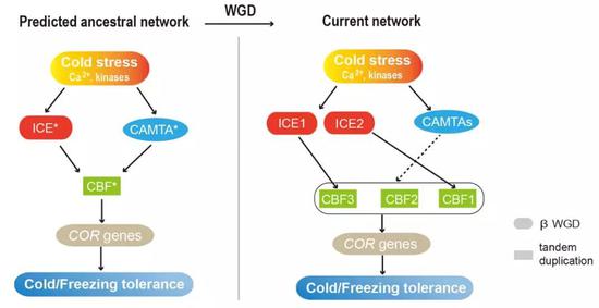 图5。 生物大灭绝时期多倍化后冷胁迫调控网络的进化模式