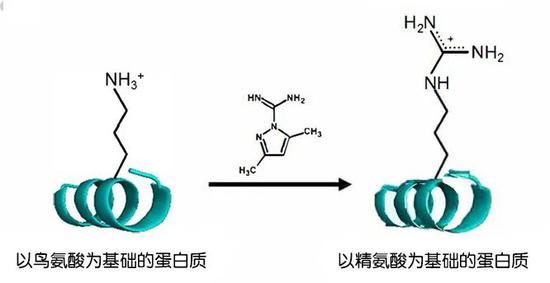 通过简单的化学反应将鸟氨酸转化为精氨酸。 图片来源：魏茨曼科学研究学院