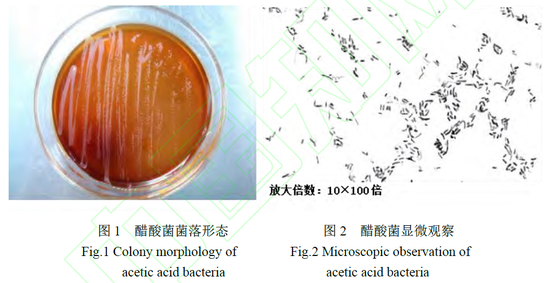 醋酸菌（图片来源：张九裕等，醋酸菌菌膜生产工艺条件优化[J/OL]。包装工程，2021）