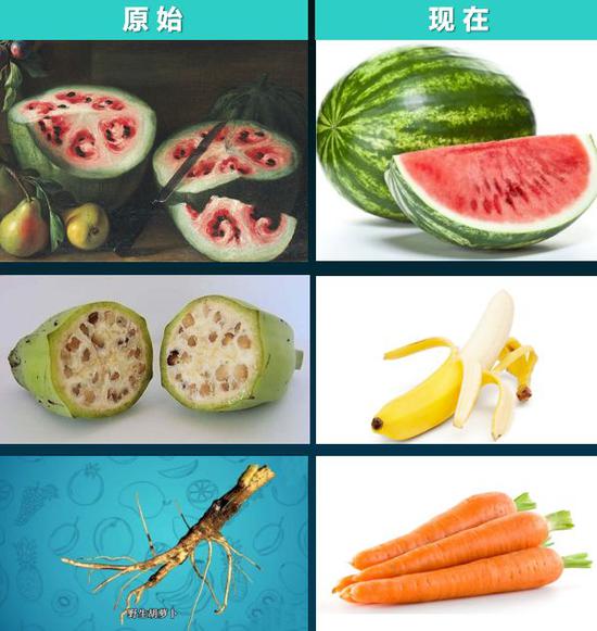 图1  食物的“进化” 