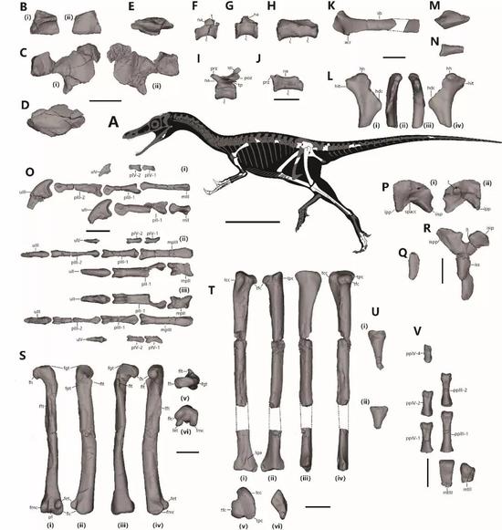 意外石树沟爪龙正型标本及骨骼线图。比例尺分别为200毫米（骨骼线图）和20毫米（化石）。（图片来源：秦子川）