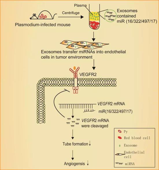 疟原虫抑制肿瘤血管生成的分子机制（图片来源：Oncogenesis， 2017）