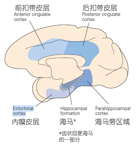 图2。 内嗅皮层及海马区位置关系示意图。| 图源:Principles of neural science, 5th edition, p409。