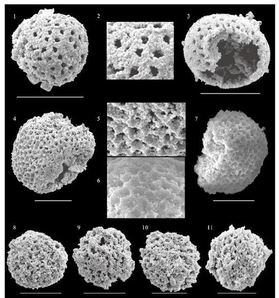 　　放射虫类化石 | Shan Chang， Qinglai Feng， Lei Zhang