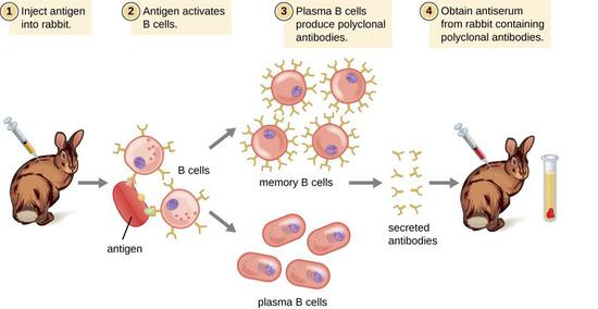 steps in antibody production steps in antibody production
