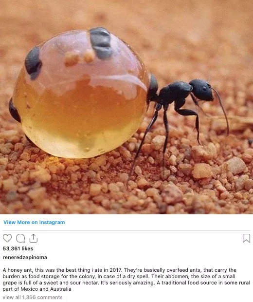 雷勒·雷哲度：蜜蚁蜜汁是他在过去的一年里吃过的最好吃的东西。图片来源：reneredzepinoma/instagram